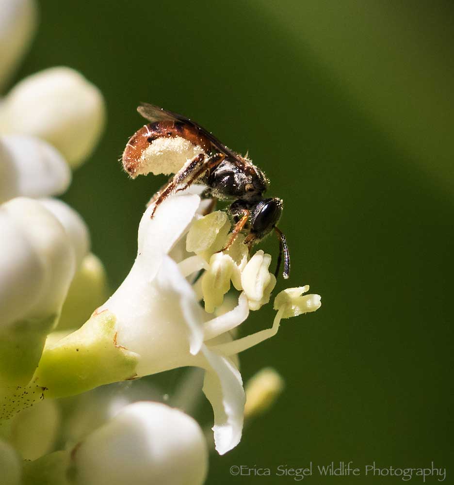 native bees