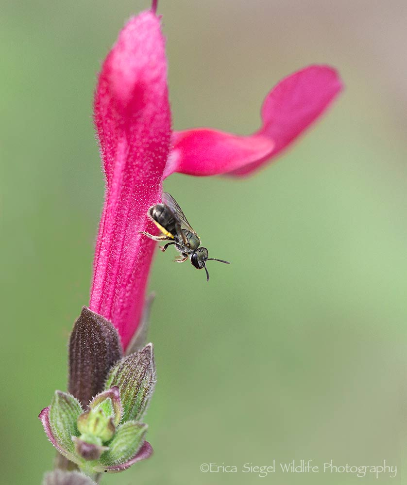 native bees