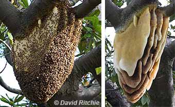 Feral nest of European honey bees