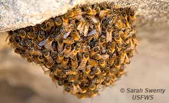 Commercial Honeybee swarm