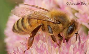 An introduced European Honey Bee