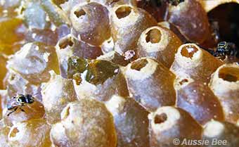 Honey pots used by stingless bees