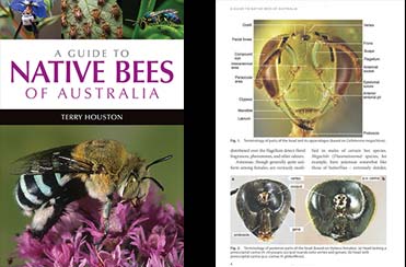 A Guide to Native Bees of Australia by Terry Houston