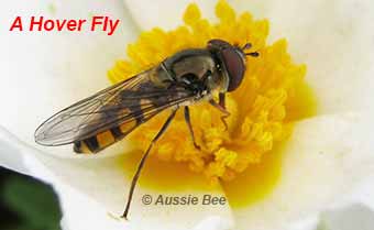 Hoverfly Identification Chart