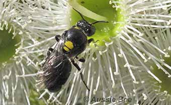 Masked Bee foraging on gum blossom by Aussie Bee