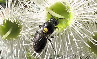 masked bee on Eucalyptus flowers