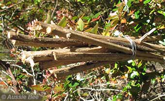 Bundle of lantana canes for reed bees