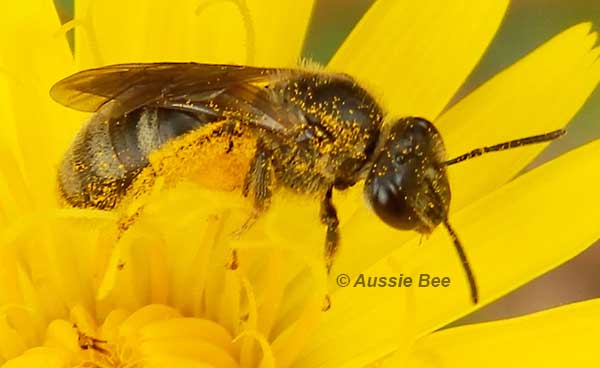 native Lasioglossum bee by Aussie Bee
