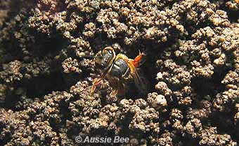 native Lasioglossum bee emerging from her nest burrow