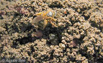 A ground-nesting bee - Lasioglossum