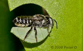 leaf cutter bee by peter O