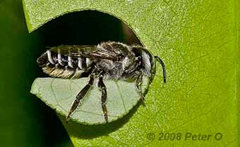 Leafcutter bee cutting a leaf