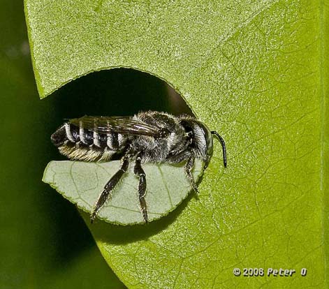 Megachile leafcutter cutting leaf by Peter O