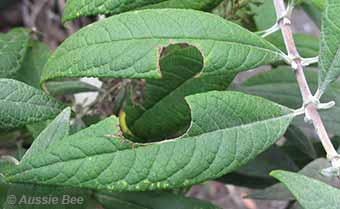 Leaf cutter bees cut small disks of leaf for their nests
