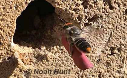 leafcutter bee carrying leaf by Noah Hunt