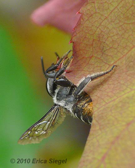 native leafcutter bee by Erica Siegel