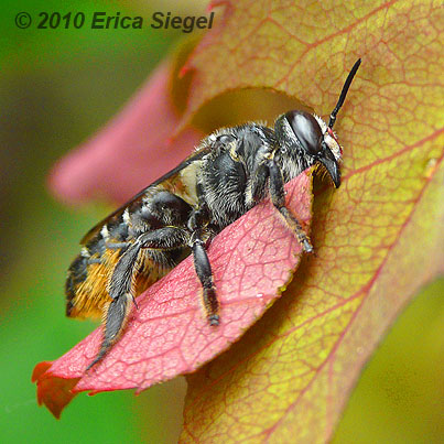 leaf cutter bee cutting leaf by Erica Siegel