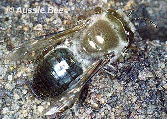 native Feathery Leioproctus Bee