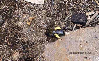 Leioproctus bee bringing pollen back to her nest