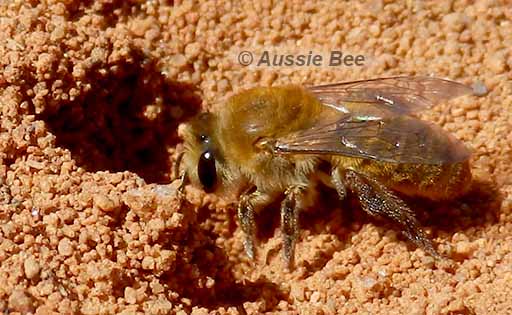 native Leioproctus Bee and nest