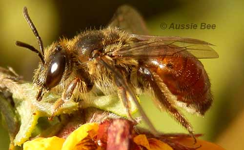 Leioproctus bee with red abdomen