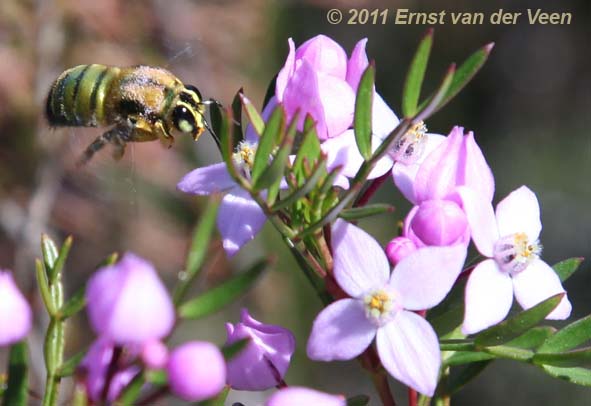 male carpenter bee by Ernst van der Veen