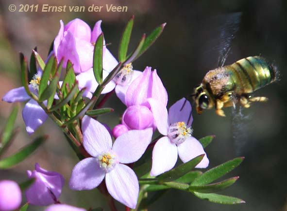 male Lestis bee by Ernst van der Veen