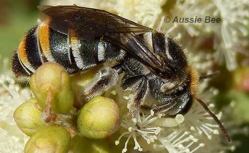 A Lipotriches native bee foraging, by Aussie Bee