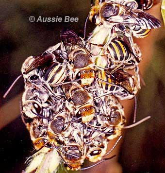 roost of Lipotriches native bees by Aussie Bee