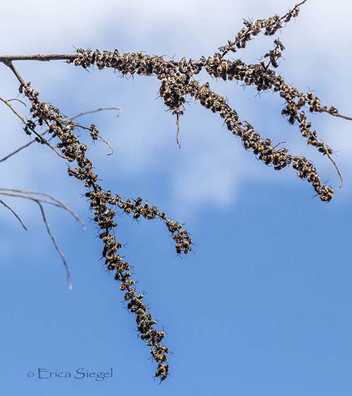 roost of Lipotriches native bees by Erica Siegel