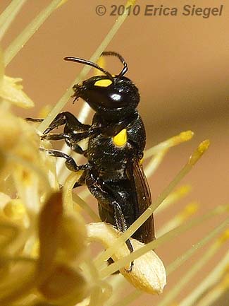 The markings of a Masked Bee. Photo by Erica Siegel