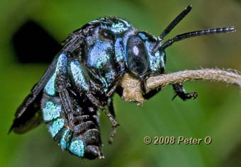 native Neon Cuckoo Bee by Peter O