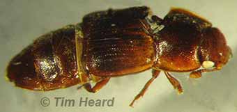 native nitidulid beetle from tetragonula hive - image tim heard