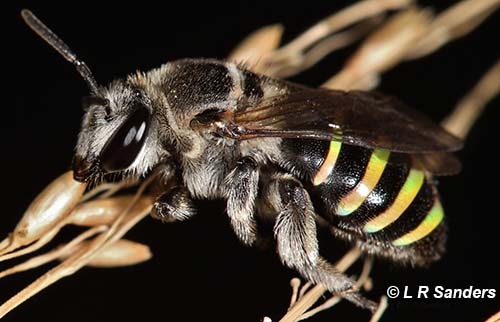 A Nomia native bee, by Laurence Sanders