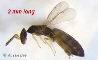 Parasitic wasp of Leafcutter Bees