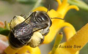 persoonia bee carrying pollen