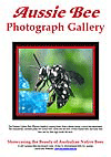 Aussie Bee Photo Gallery