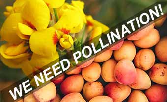 WHAT IS POLLINATION AND WHY IS IT IMPORTANT?