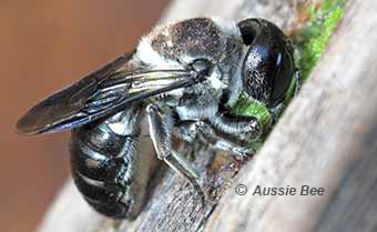 Resin bee sealing her nest