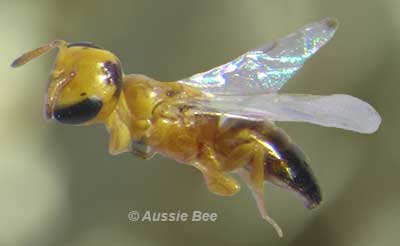 native Quasihesma bees - smallest bees in the world