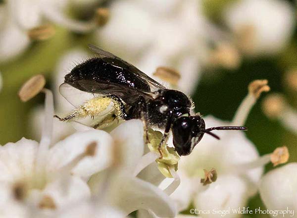 native bees