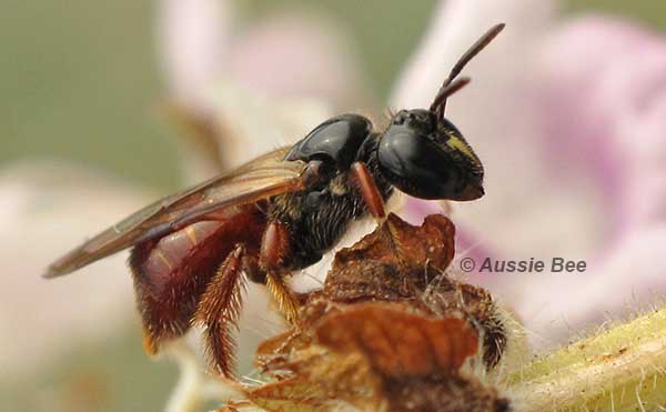 native reed bee