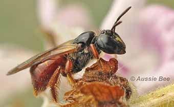 Help save nests of reed bees when landclearing