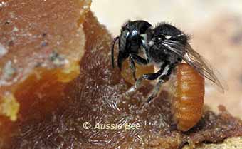 resin bee collecting resin