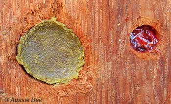 Resin bee nest entrances