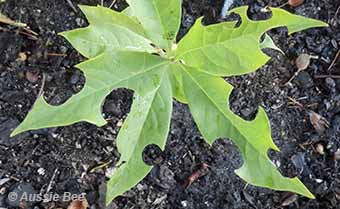 leaf cutter bees love to snip soft leaves