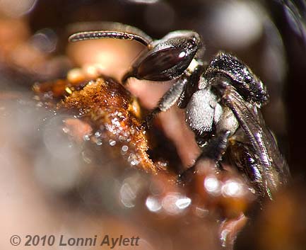 tetragonula stingless bee