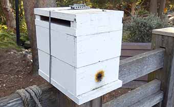 A stingless bees hive