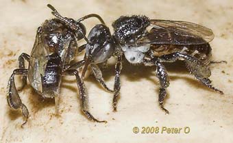 native stingless bees by Peter O