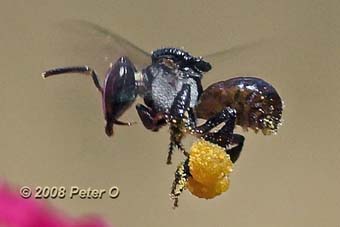 native stingless bee